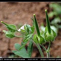 牻牛兒苗科-野老鸛草 Geranium carolinianum_03.jpg