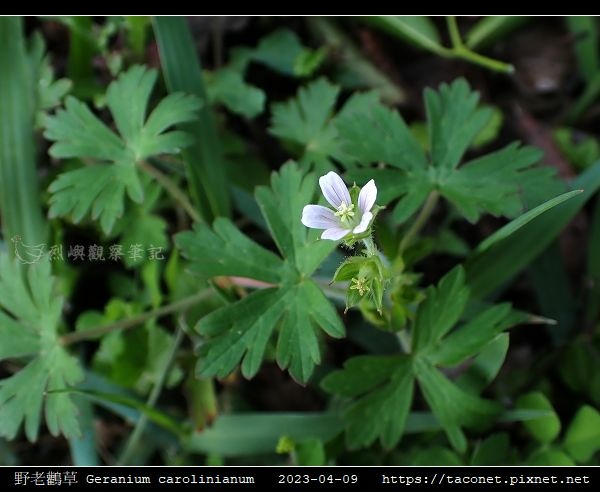 牻牛兒苗科-野老鸛草 Geranium carolinianum_01.jpg