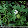 牻牛兒苗科-野老鸛草 Geranium carolinianum_01.jpg