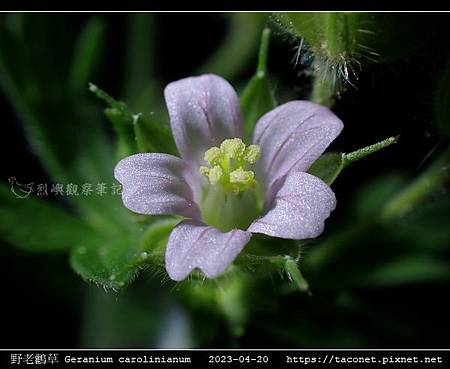 牻牛兒苗科-野老鸛草 Geranium carolinianum_09.jpg