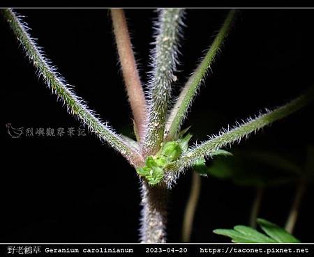 牻牛兒苗科-野老鸛草 Geranium carolinianum_10.jpg