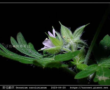 牻牛兒苗科-野老鸛草 Geranium carolinianum_11.jpg
