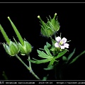 牻牛兒苗科-野老鸛草 Geranium carolinianum_12.jpg