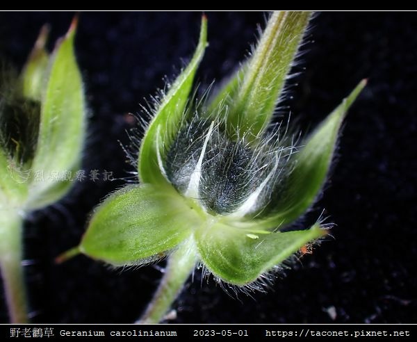 牻牛兒苗科-野老鸛草 Geranium carolinianum_14.jpg