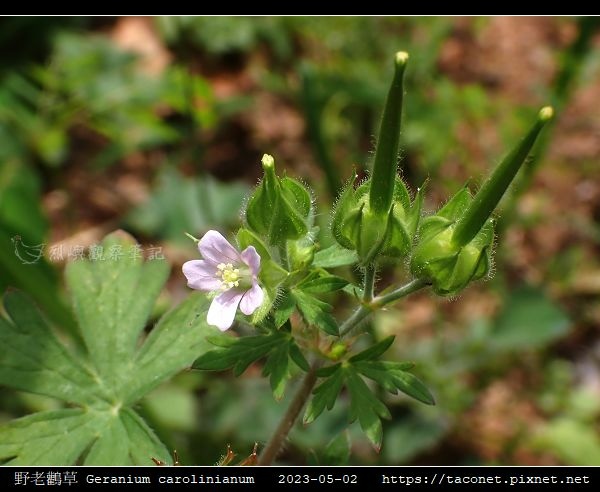 牻牛兒苗科-野老鸛草 Geranium carolinianum_16.jpg