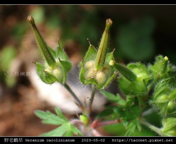 牻牛兒苗科-野老鸛草 Geranium carolinianum_17.jpg