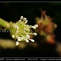 雞骨香  Croton crassifolius_1.jpg