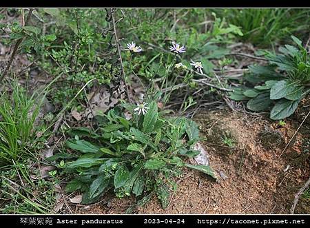 琴葉紫菀 Aster panduratus_03.jpg