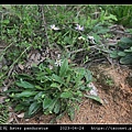 琴葉紫菀 Aster panduratus_03.jpg