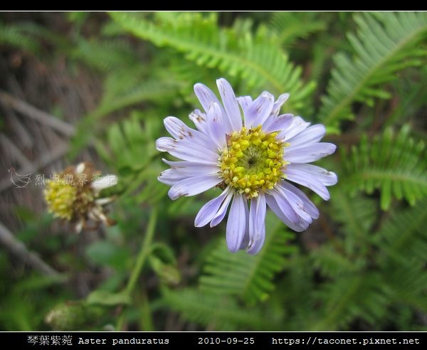 琴葉紫菀 Aster panduratus_05.jpg