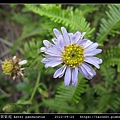 琴葉紫菀 Aster panduratus_05.jpg