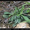 琴葉紫菀 Aster panduratus_02.jpg