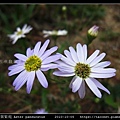 琴葉紫菀 Aster panduratus_06.jpg