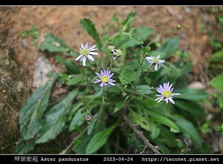 琴葉紫菀 Aster panduratus_04.jpg 琴葉紫菀 Aster panduratus_04.jpg