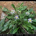 琴葉紫菀 Aster panduratus_04.jpg