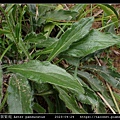 琴葉紫菀 Aster panduratus_09.jpg