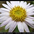 琴葉紫菀 Aster panduratus_07.jpg