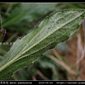 琴葉紫菀 Aster panduratus_11.jpg