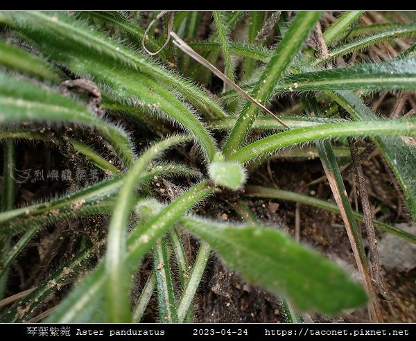 琴葉紫菀 Aster panduratus_10.jpg