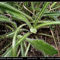 琴葉紫菀 Aster panduratus_10.jpg