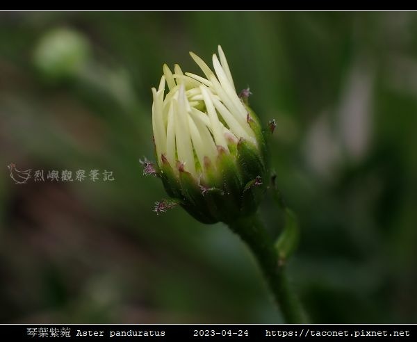 琴葉紫菀 Aster panduratus_12.jpg