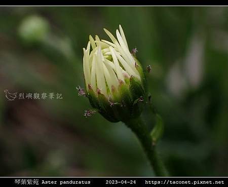 琴葉紫菀 Aster panduratus_12.jpg