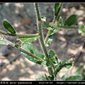 琴葉紫菀 Aster panduratus_15.jpg