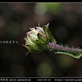 琴葉紫菀 Aster panduratus_14.jpg