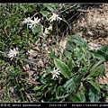 琴葉紫菀 Aster panduratus_16.jpg