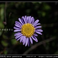 琴葉紫菀 Aster panduratus_17.jpg