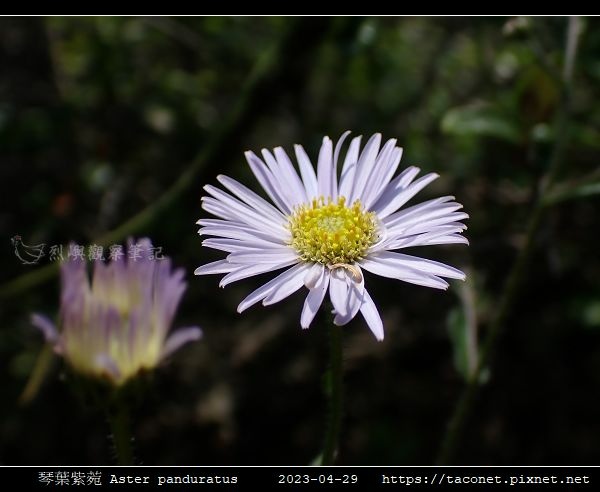 琴葉紫菀 Aster panduratus_13.jpg