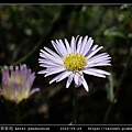 琴葉紫菀 Aster panduratus_13.jpg