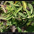 乾汗草 Mosla chinensis_04.jpg