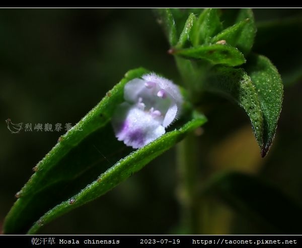 乾汗草 Mosla chinensis_06.jpg