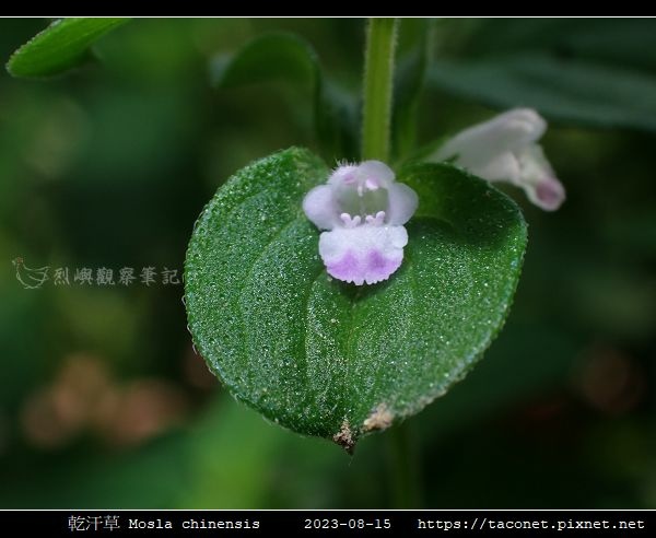 乾汗草 Mosla chinensis_07.jpg