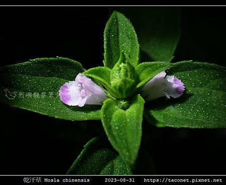 乾汗草 Mosla chinensis_10.jpg 乾汗草 Mosla chinensis_10.jpg