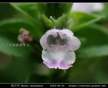 乾汗草 Mosla chinensis_13.jpg