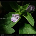 乾汗草 Mosla chinensis_15.jpg