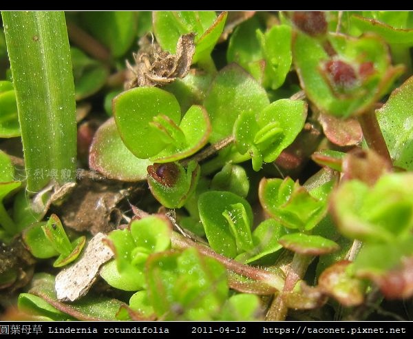 圓葉母草 Lindernia rotundifolia_05.jpg