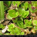 圓葉母草 Lindernia rotundifolia_05.jpg