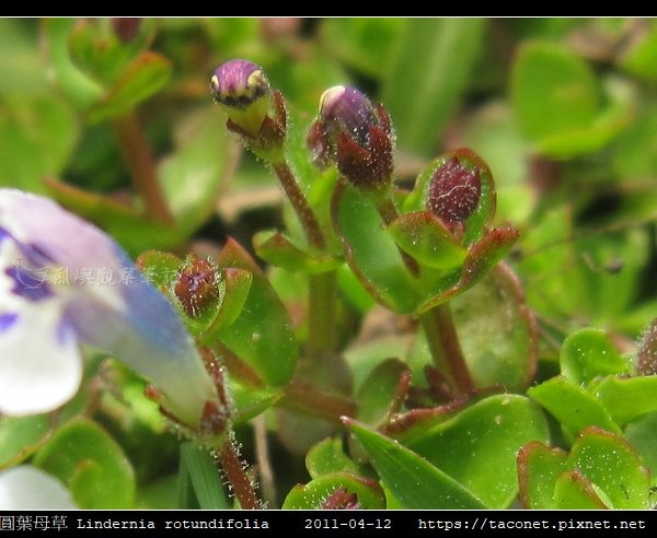 圓葉母草 Lindernia rotundifolia_04.jpg