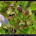 圓葉母草 Lindernia rotundifolia_04.jpg