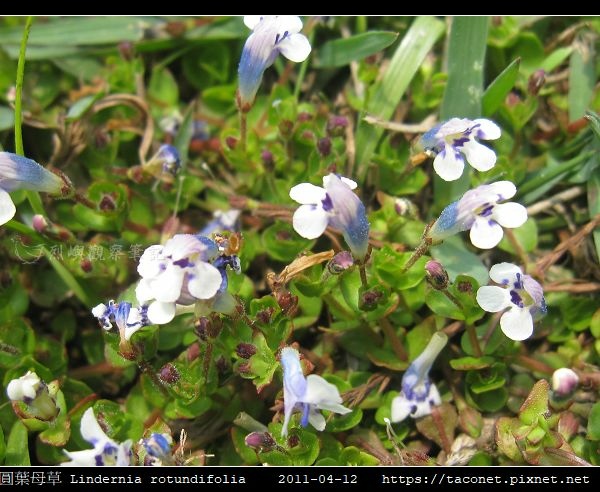 圓葉母草 Lindernia rotundifolia_01.jpg