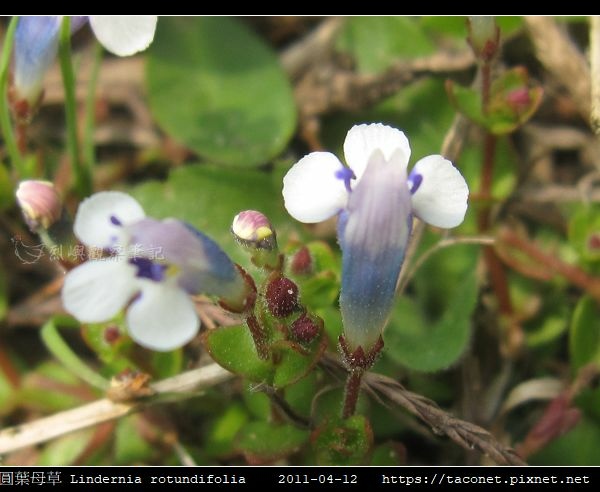 圓葉母草 Lindernia rotundifolia_03.jpg