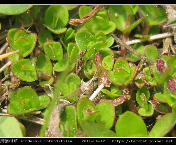 圓葉母草 Lindernia rotundifolia_06.jpg