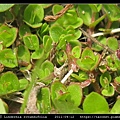 圓葉母草 Lindernia rotundifolia_06.jpg