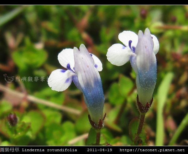 圓葉母草 Lindernia rotundifolia_10.jpg