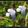 圓葉母草 Lindernia rotundifolia_10.jpg