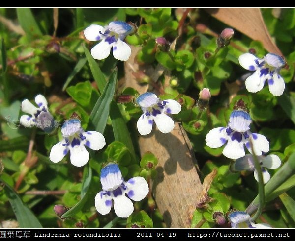 圓葉母草 Lindernia rotundifolia_08.jpg