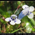 圓葉母草 Lindernia rotundifolia_07.jpg
